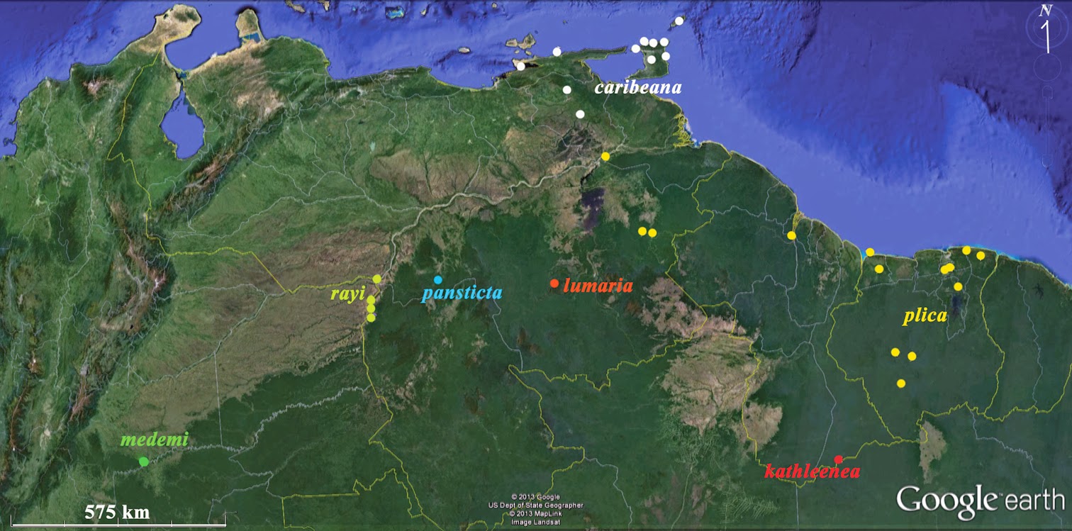 Species New to Science [Herpetology • 2013] Treerunners, Cryptic