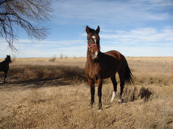 fisty bay Gelding