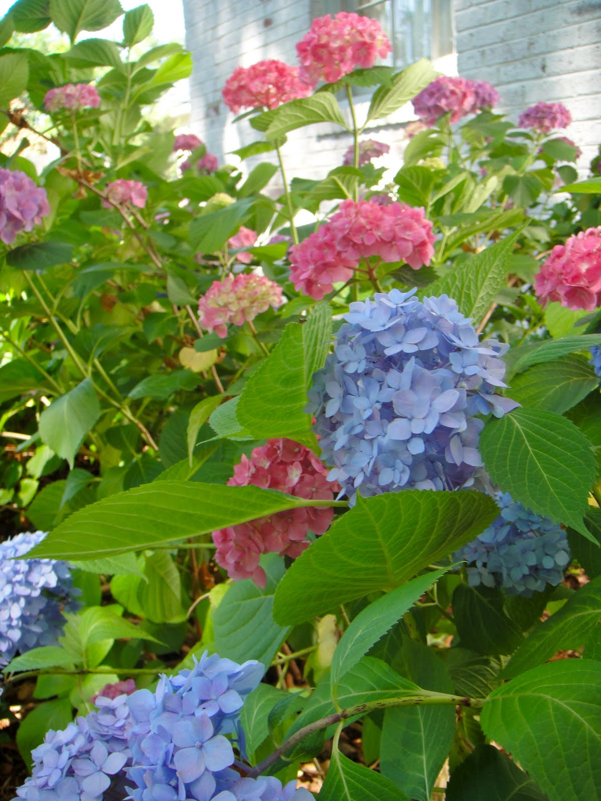 Hydrangea Has Lots Of Flower Buds But They Do Not Bloom