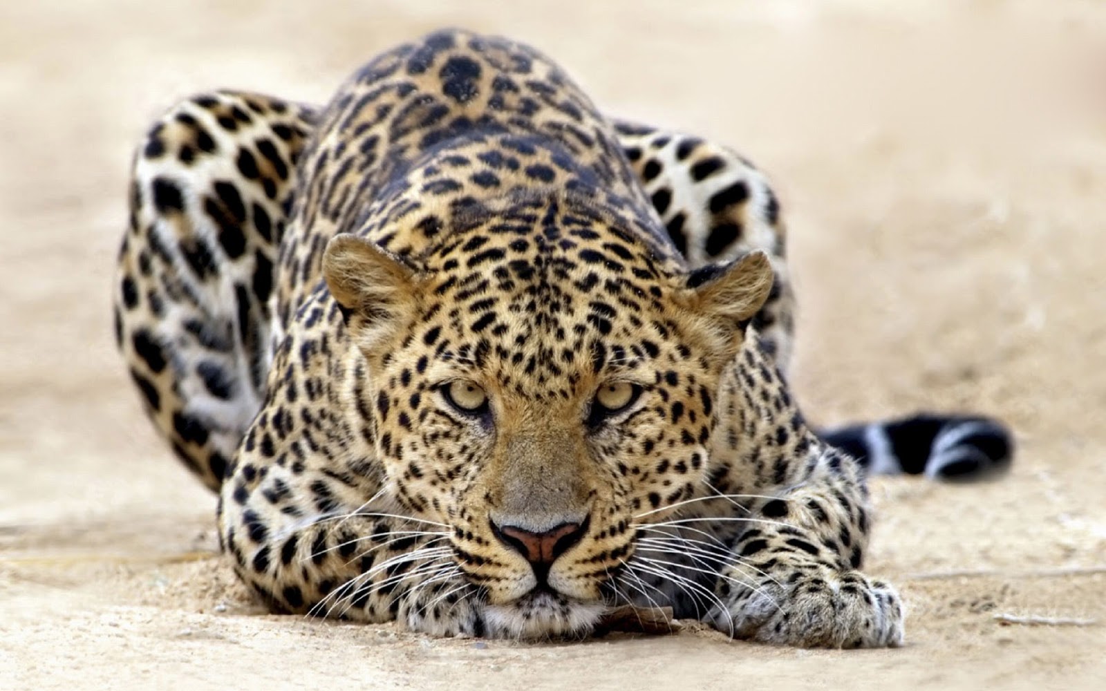 The Leopard | Truly Amazing Animal Facts | Animals Lover