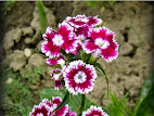 Dianthus barbatus