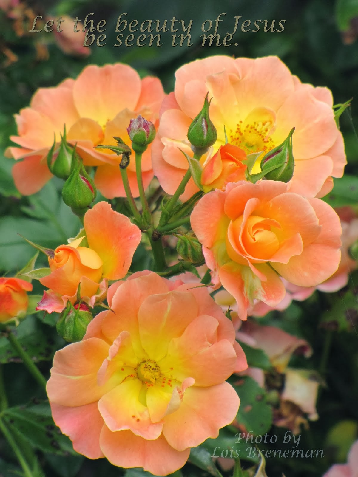 Peach Roses