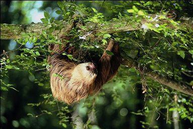 Sloth - Rare South American Mammal...