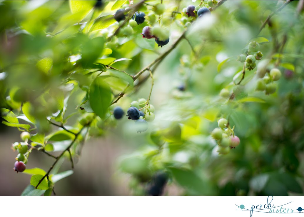 Perch Sisters Photography blueberry picking hammonton, nj