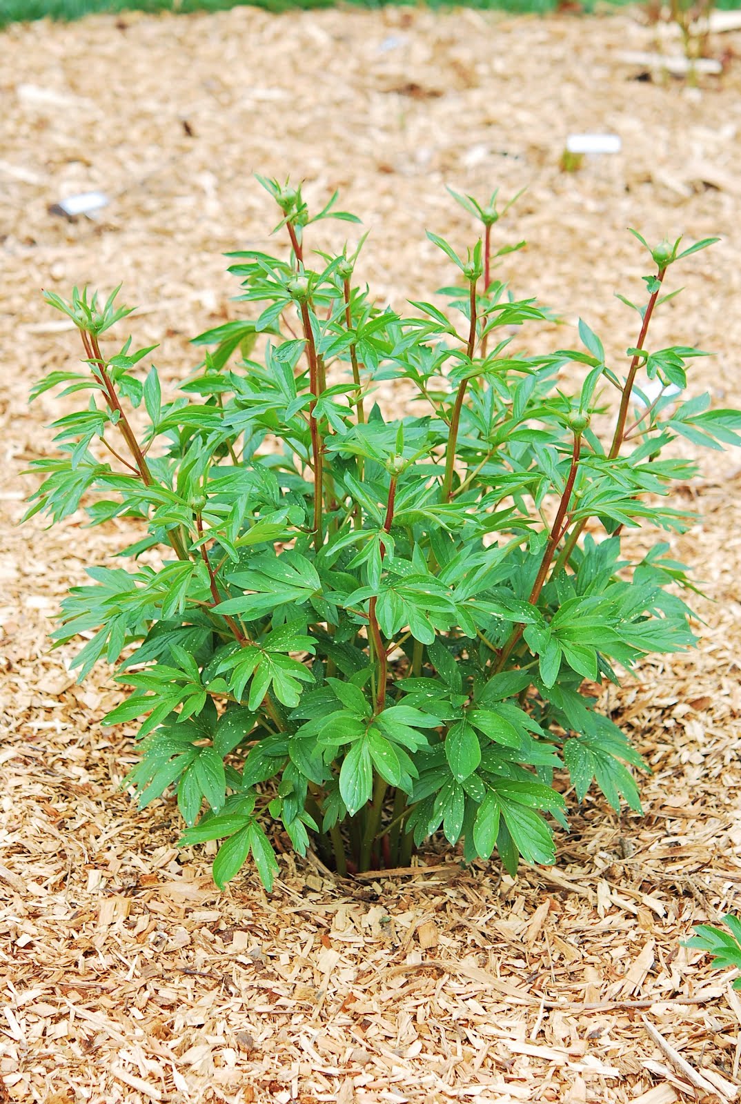 Southern Peony 2012 Peony Mulch