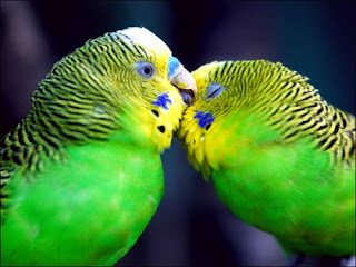love-birds Wallpaper