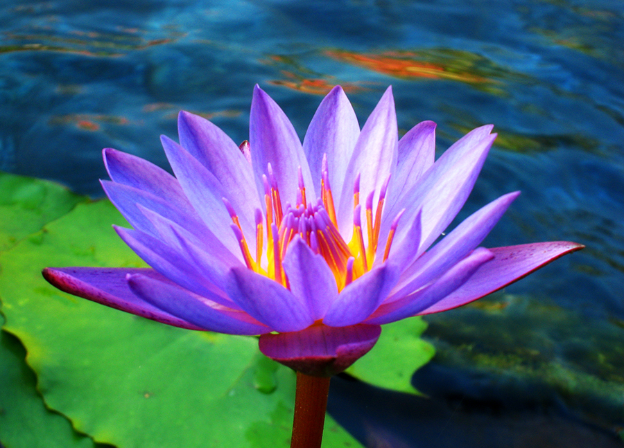 Lotus Flowers Flower HD Wallpapers, Images, PIctures, Tattoos and