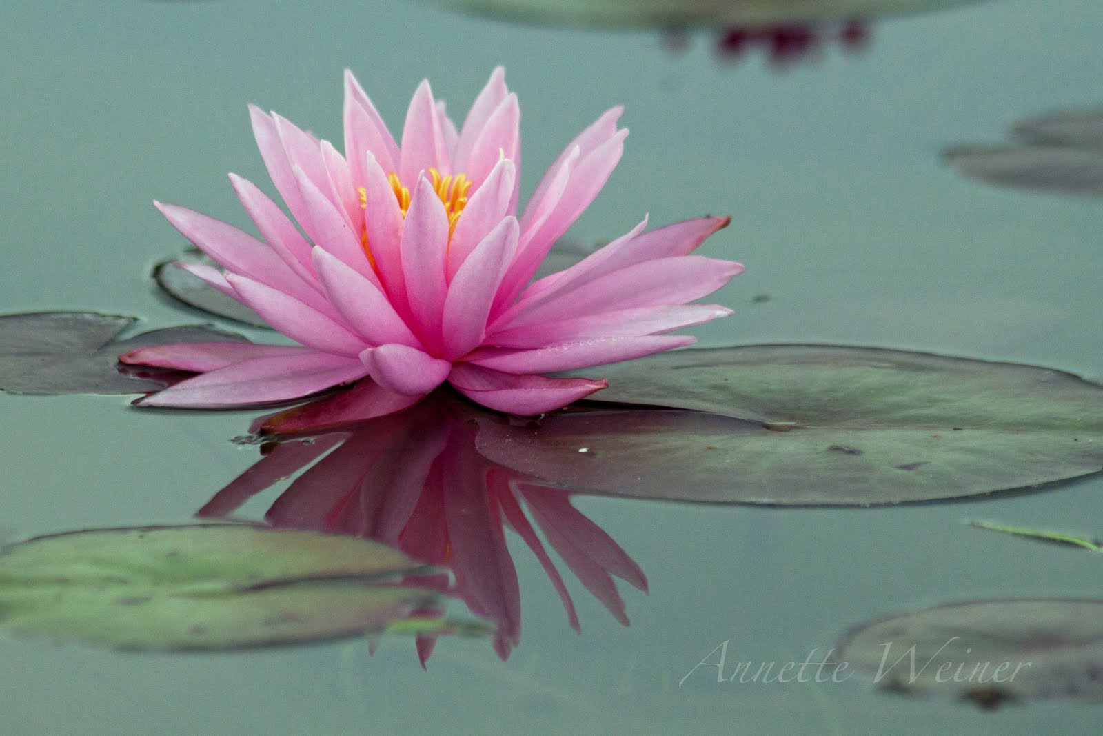 Weiner Art Sunflowers and Water Lilies!