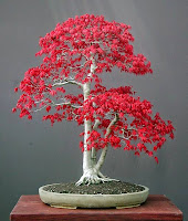 Acer palmatum