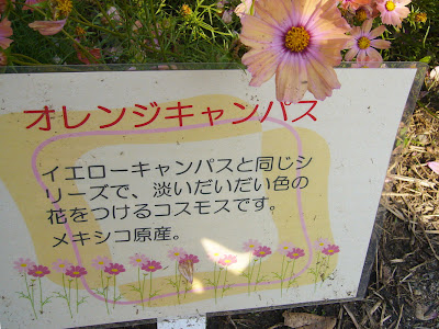 万博公園・自然文化園 花の丘 コスモス オレンジキャンパス