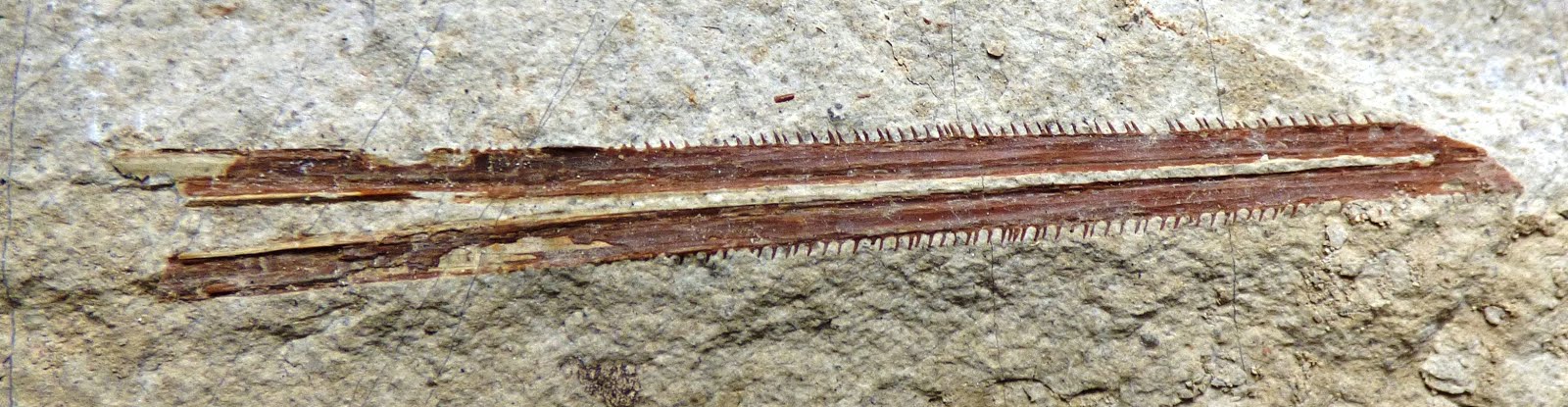 Ichthyotringidae (Ichthyotringa)