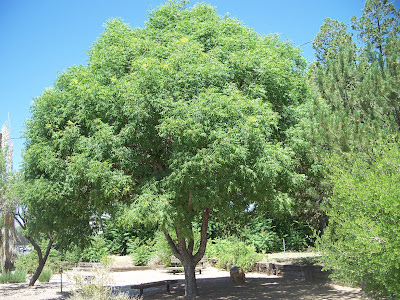 Shade Trees for Small Spaces