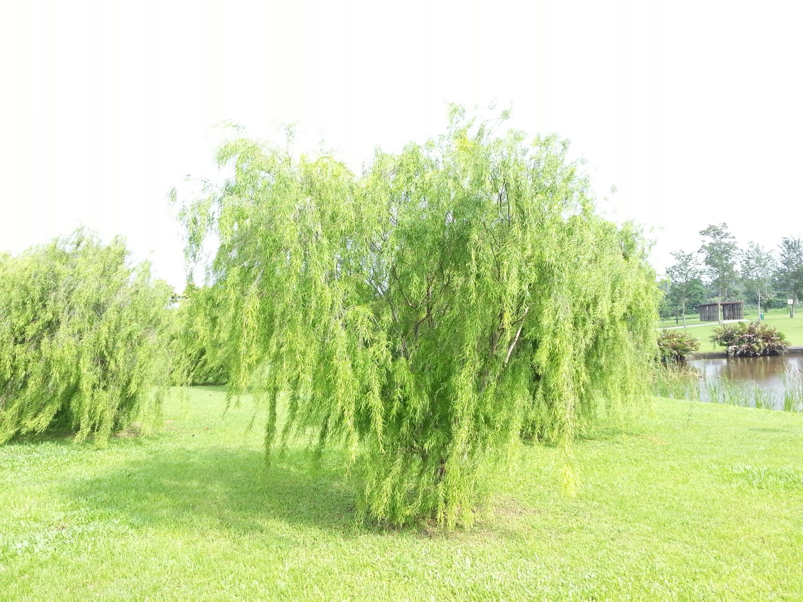 Pin By C R I S T I N A On B A C K Y A R D Laurel Tree Bay