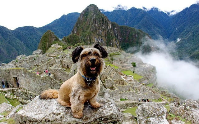 Muere Oscar, el perro viajero