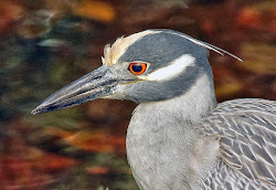 YELLOW-CROWNED NIGHT HERON