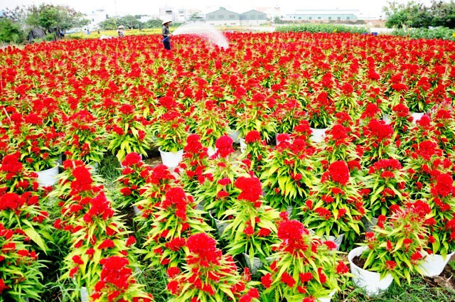 [Image: Dep-nhu-tranh-voi-canh-dong-hoa-xuan-o-Sai-Gon-14.jpg]