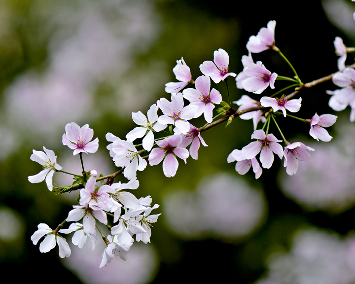HalScott Photo Cherry Blossoms Virginia Beach