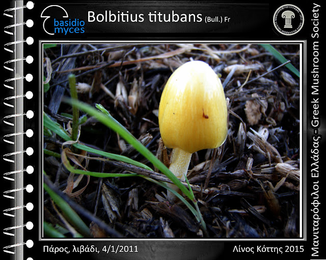 Bolbitius titubans (Bull.) Fr