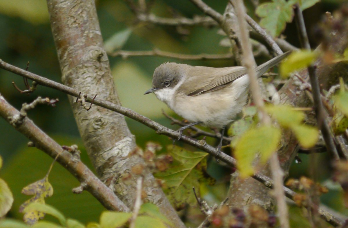 Lesser Whitethroat