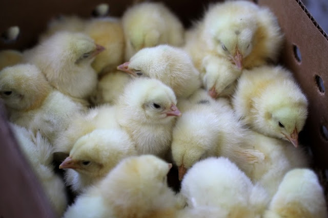 Baby broiler chickens