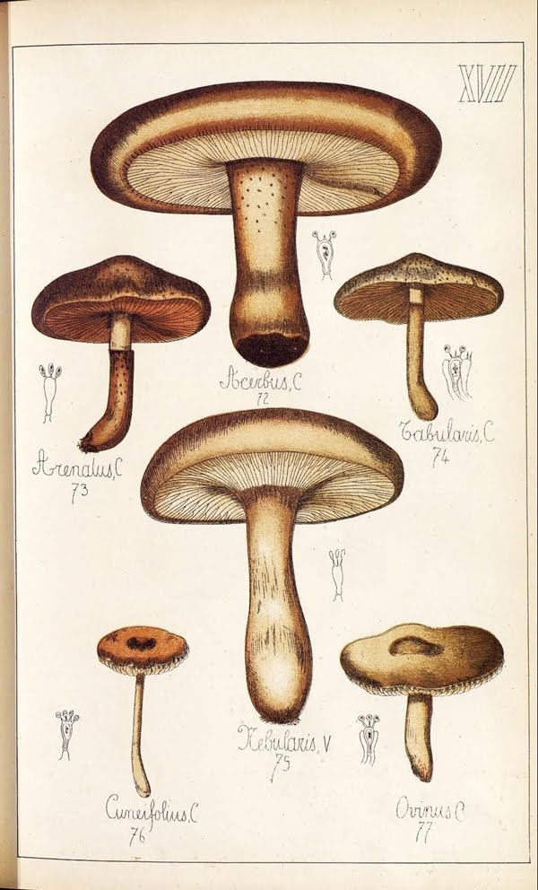 guilliame sicard diagrams - Mushroomy Inspiration