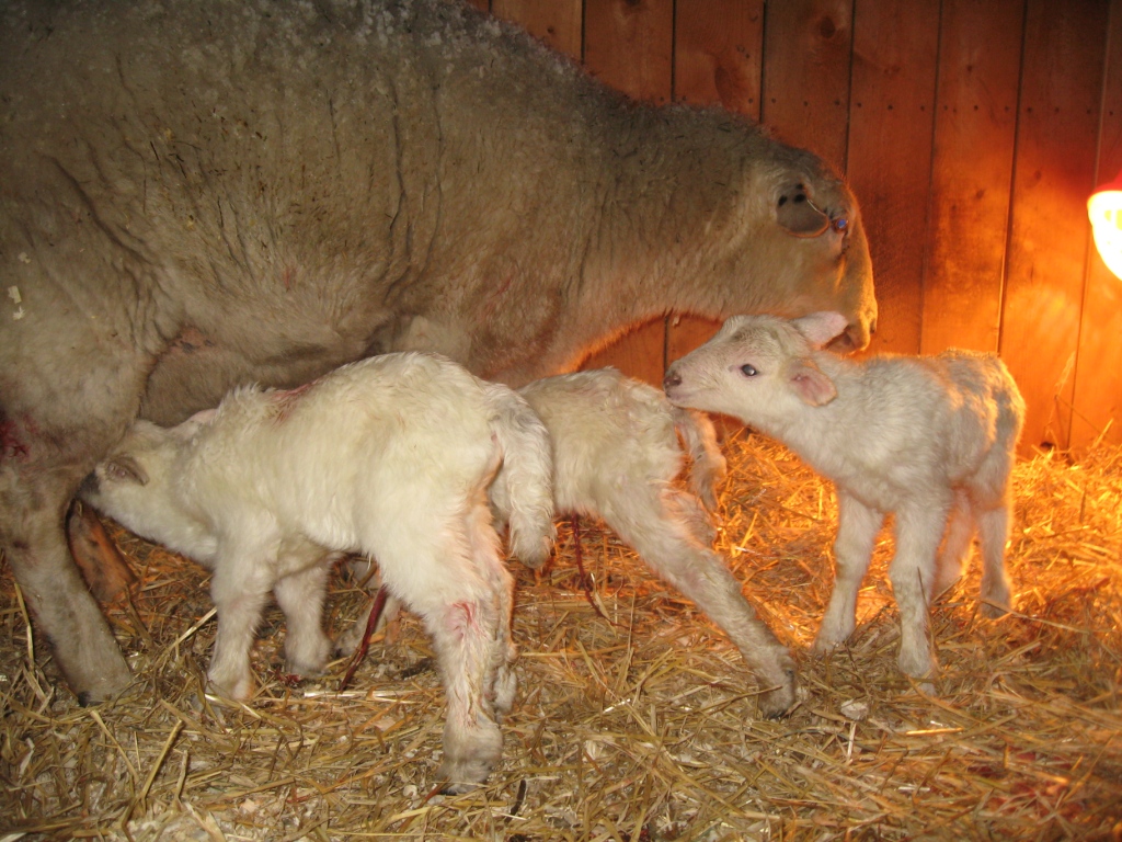 AVERY's KATAHDIN SHEEP SPRING STORM + PREGNANT EWES = LAMBS
