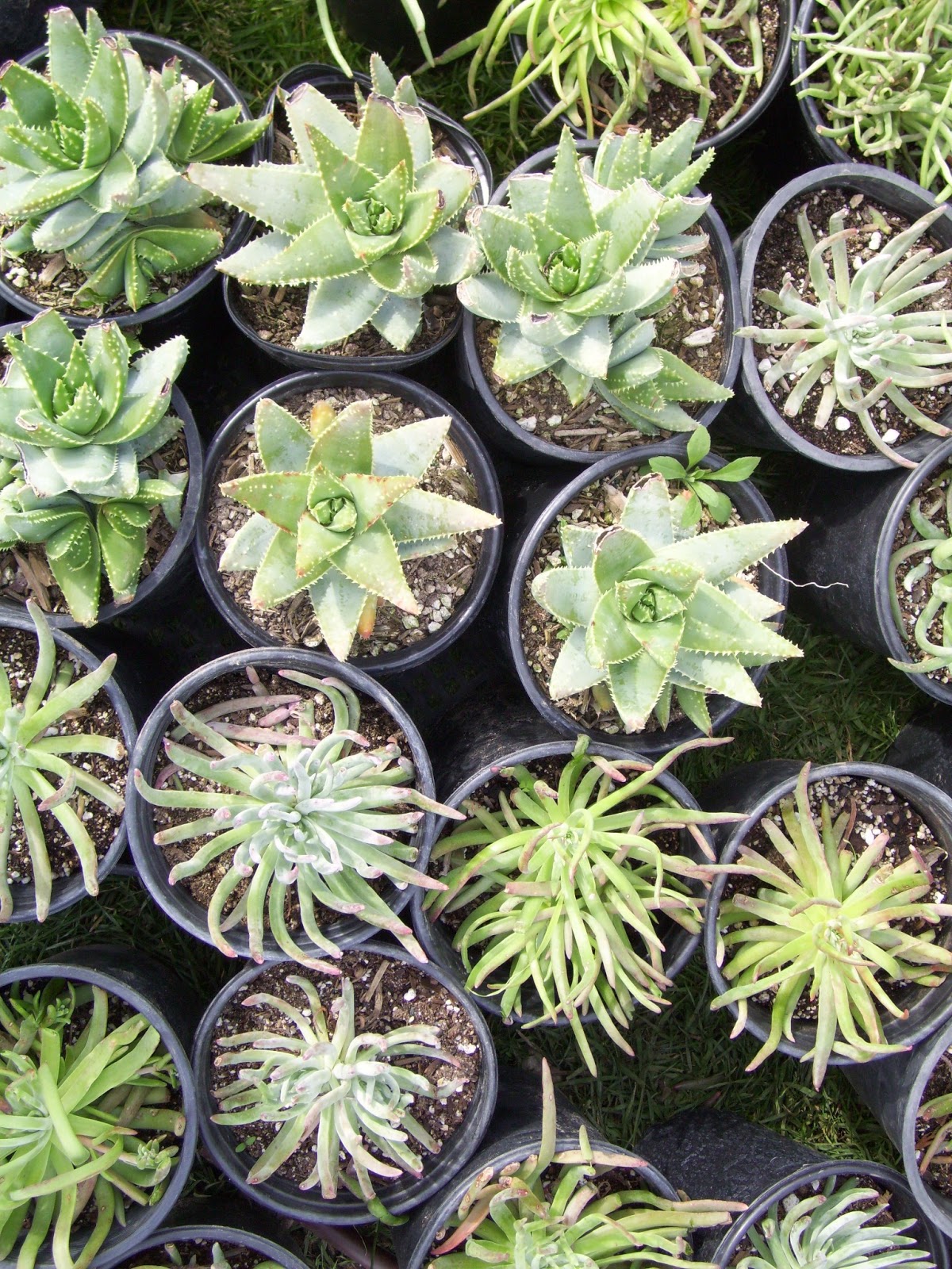 Environmental Concept- Earth-friendly Landscapes: Succulent Gardens