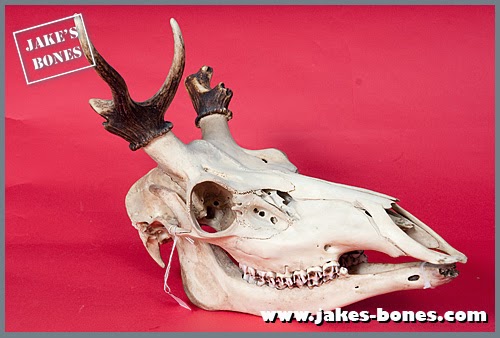 Ancient Mystery Solved The Truth About Ridged Mouth Bones 4 - 6wt557m