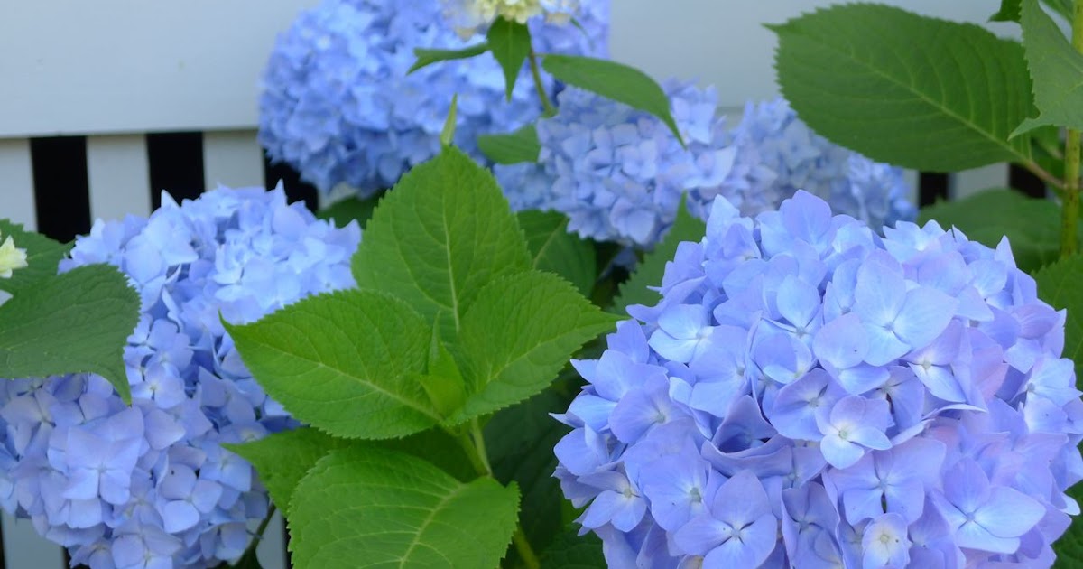 An Urban Cottage Flowers Around The House