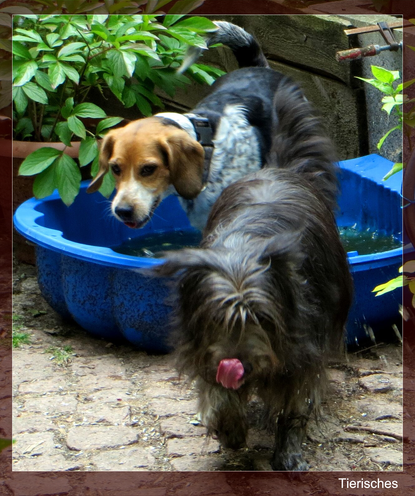 Tierisches Froschbrühe