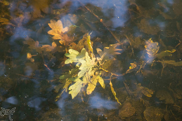 leaves and twig under water