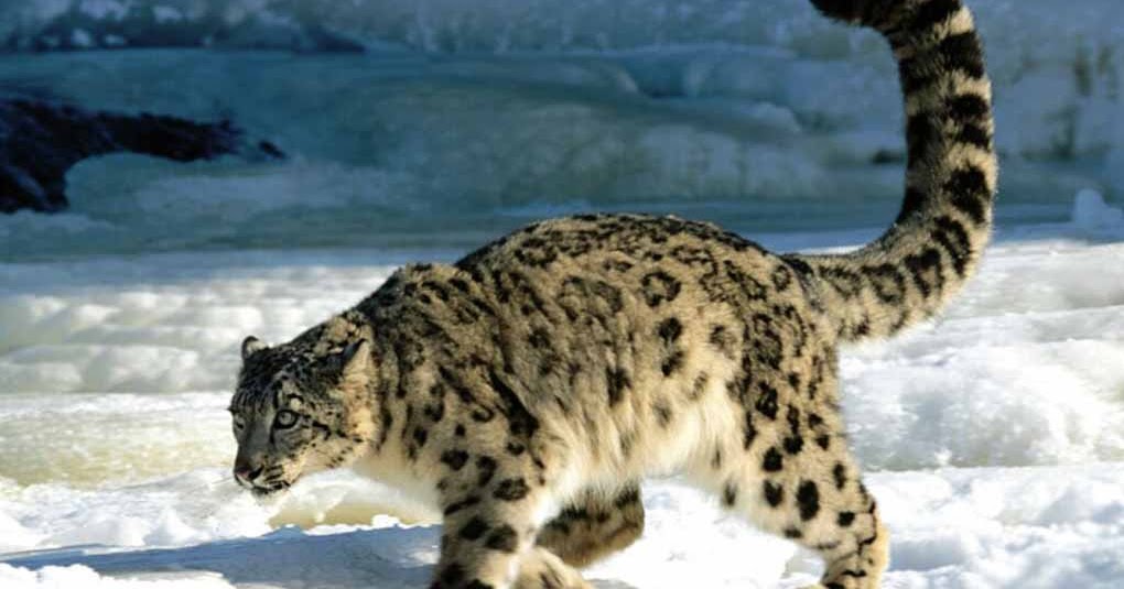 Kashmir Tourism: Wildlife of Kashmir to Heighten the Joy of Holiday