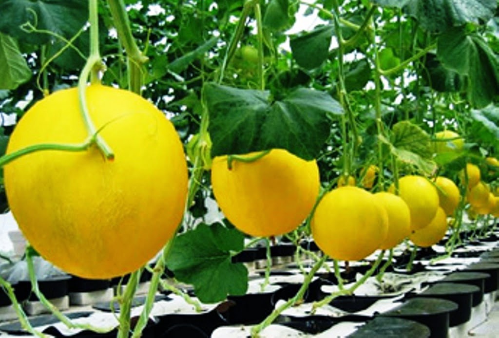 Bolo Tani Prospek Budidaya Golden Melon