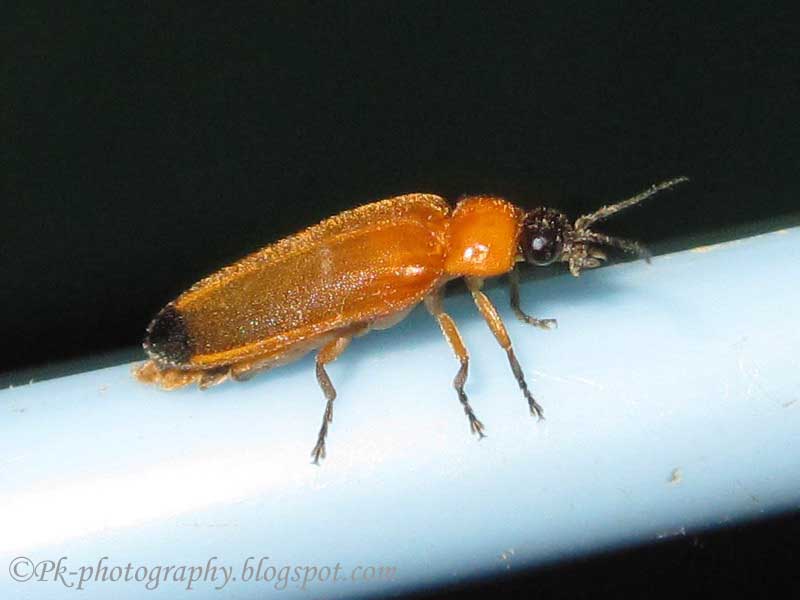 Lightning Bugs Nature, Cultural, and Travel Photography Blog