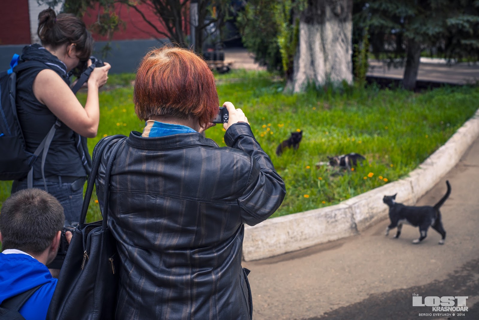 Блогеры фотографируют кошек Блогеры на заводе в Армавире