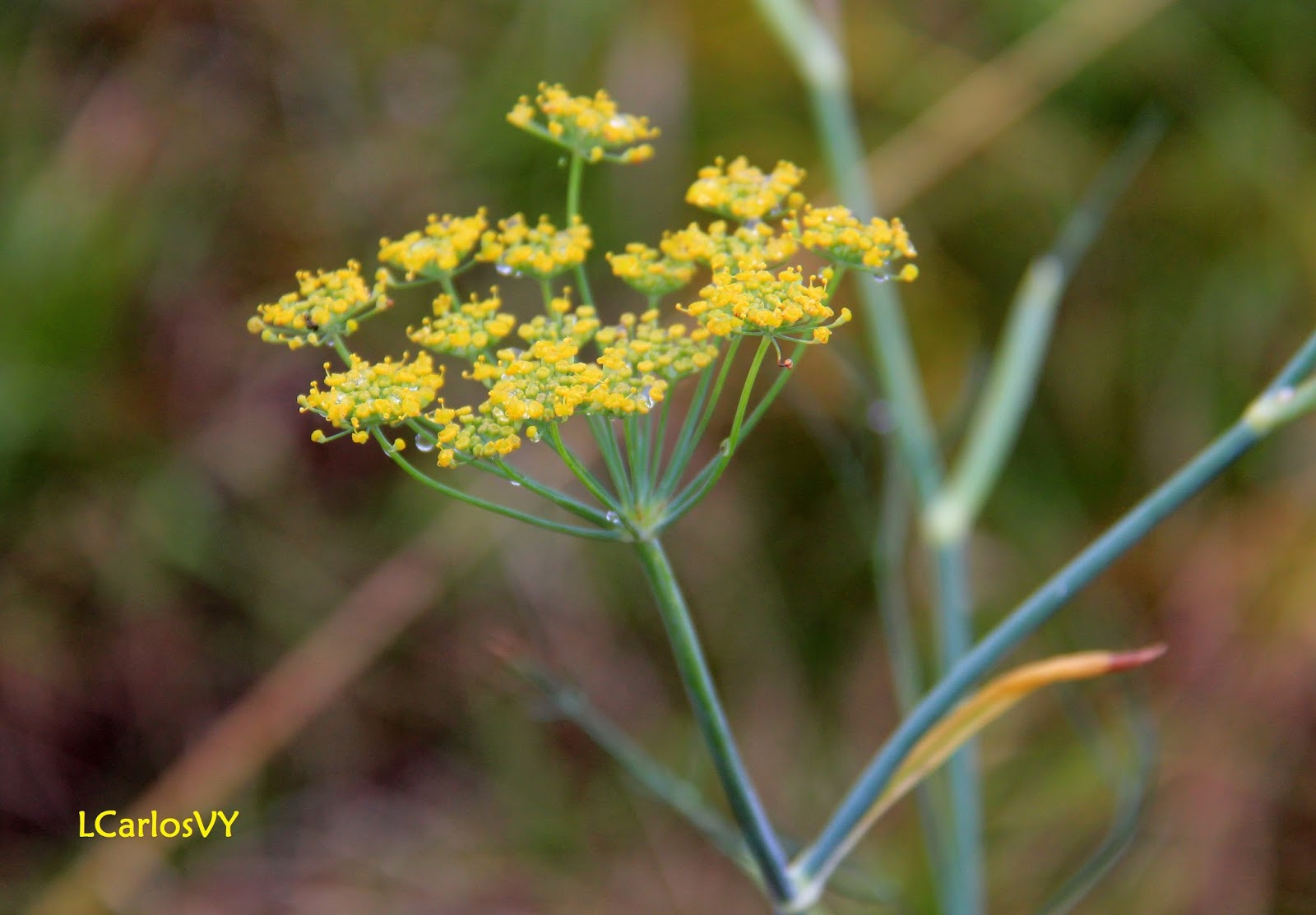 Plantas silvestres de Asturias Hinojo, cenoyu
