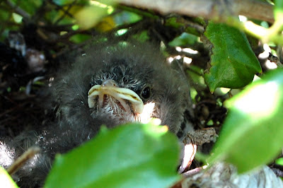 mockingbird baby mockingbirds wildlife urban guide chicks spend nest days