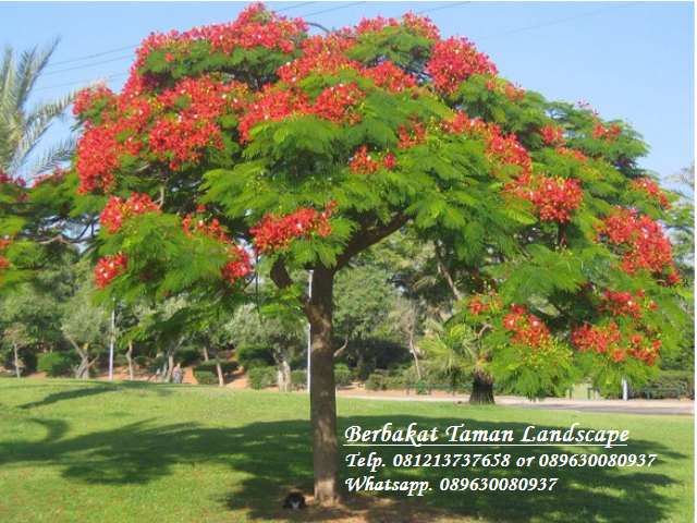 jual pohon flamboyan merah murah delonix regia tukang taman minimalis murah dan jual tanaman jual pohon flamboyan merah murah delonix regia tukang taman minimalis murah dan jual tanaman