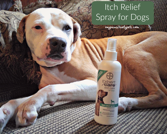 homemade itch relief spray for dogs