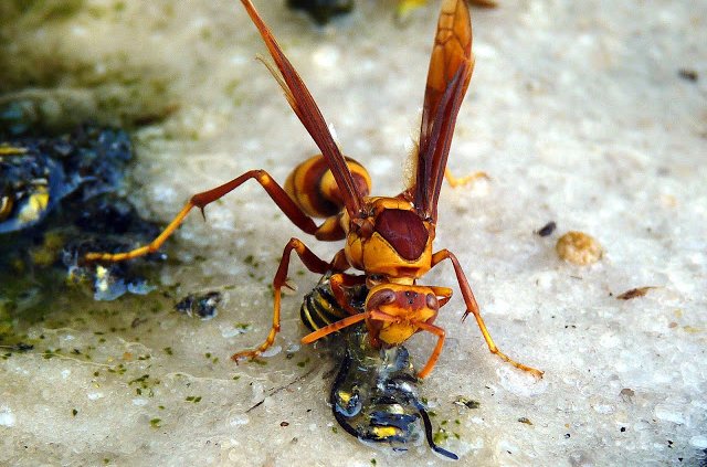 download biologisch gärtnern natürlicher anbau gesunde ernte