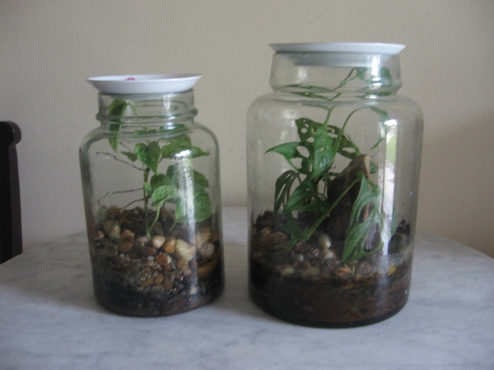 galleria pinggan lama Terrarium jars