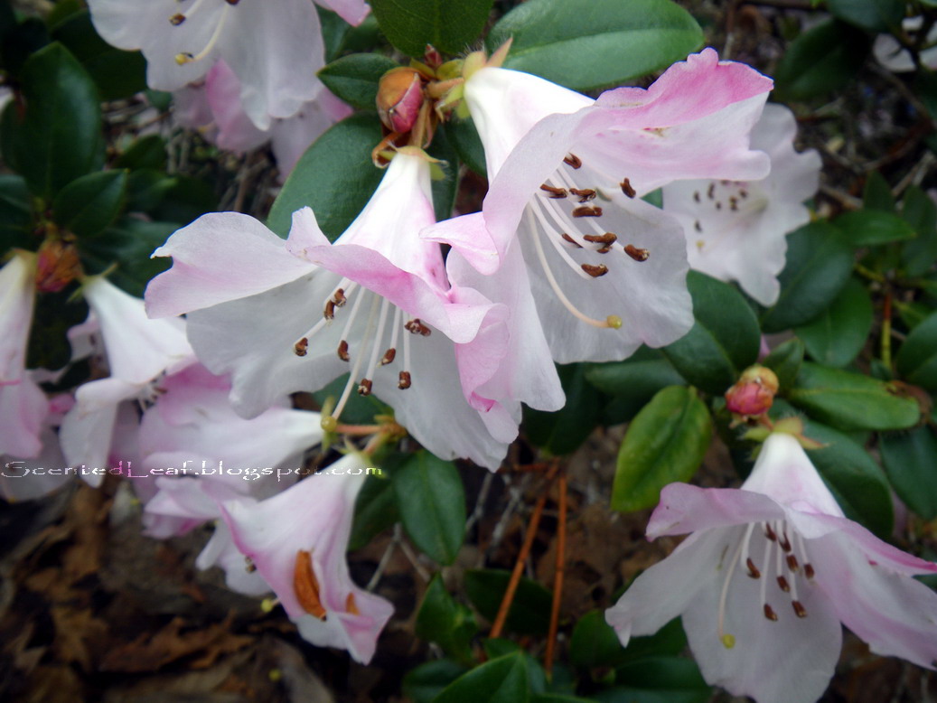 From The Garden Of Zen Tsutsuji Azalea Flowers In Tsurugaoka