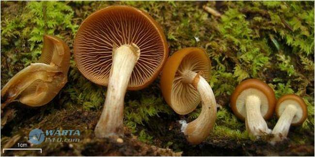 Foto gambar Galerina Jamur berbahaya beracun paling mematikan di dunia Foto gambar Galerina Jamur berbahaya beracun paling mematikan di dunia