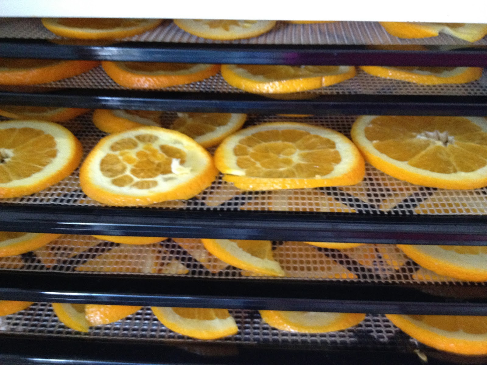 Dehydrating Oranges and Other Citrus Fruit