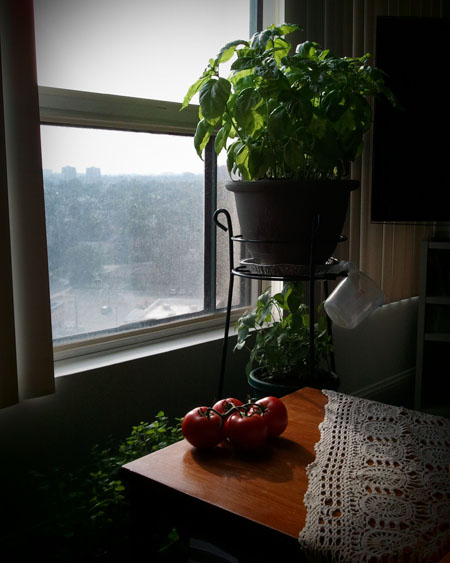 Scientifically Sweet: How to grow amazing Basil indoors Scientifically Sweet: How to grow amazing Basil indoors