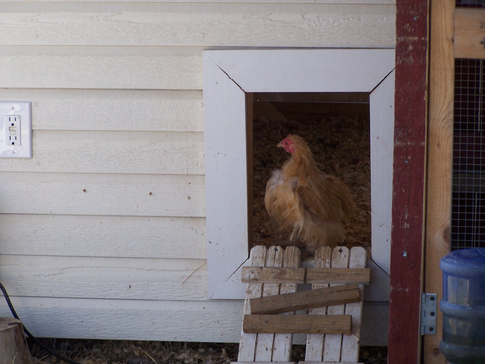 My Chicken Farmhouse Community Chickens