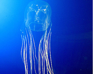 Ubur-ubur Kotak Australia (Australian Box Jellyfish)