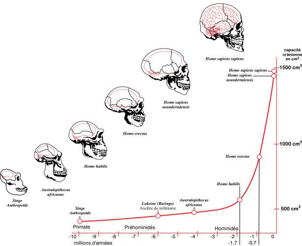 The teach Zone Ape Fossil Changes Timeline Of Human Evolution