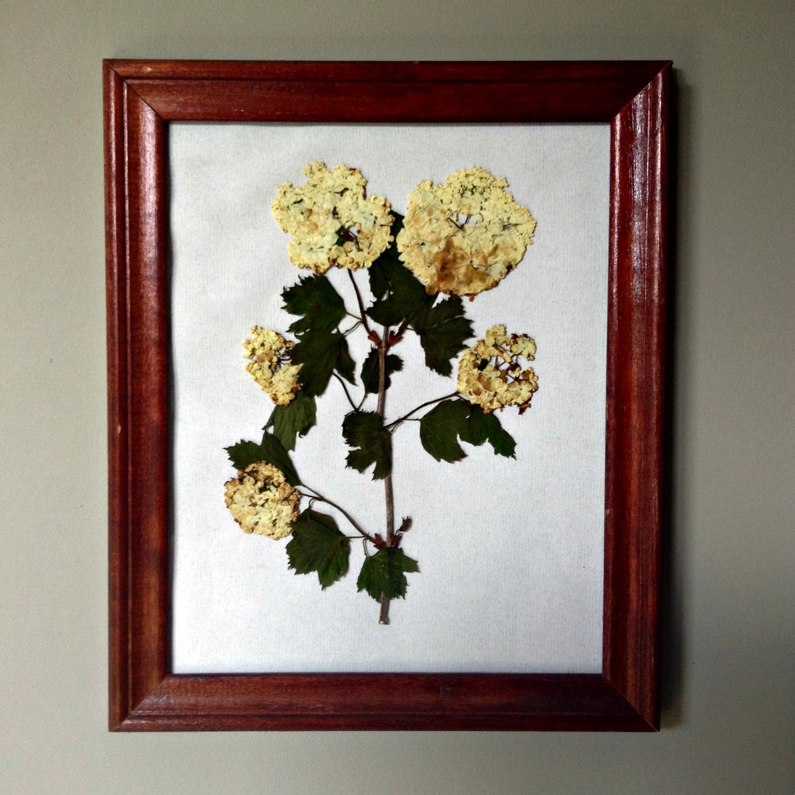 Salute to Cute Pressed Flowers in Frames