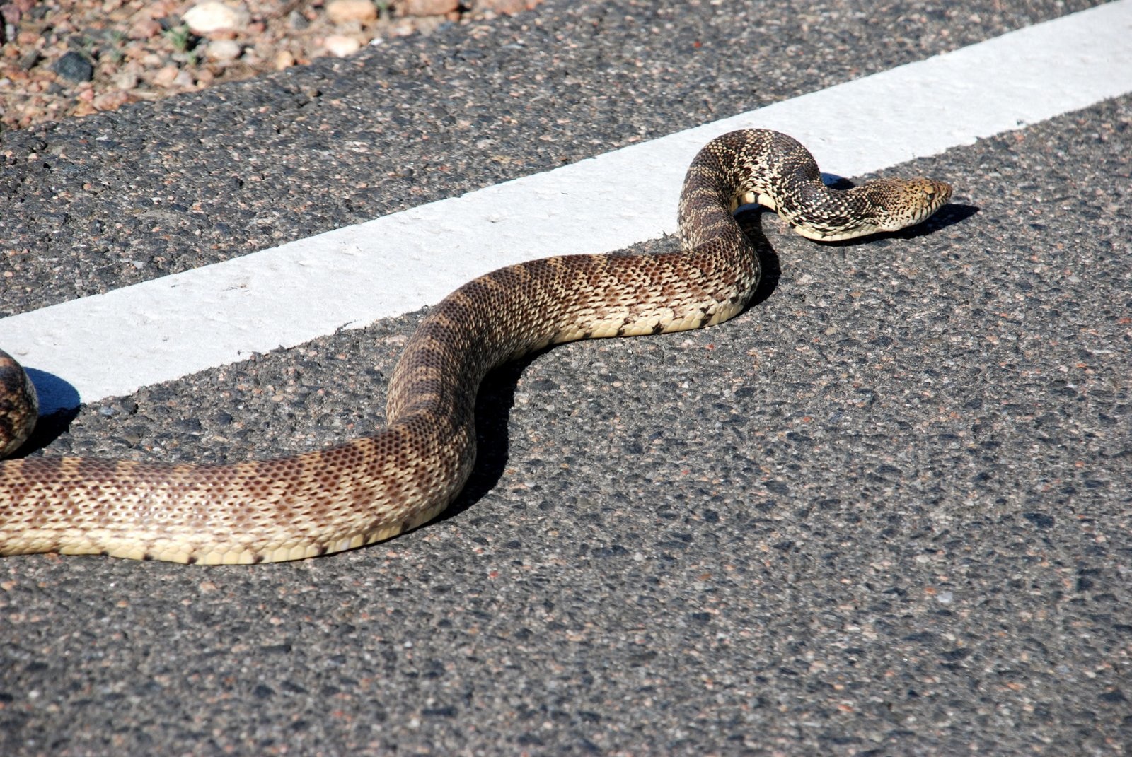 Bull Snake Eating Rattlesnake